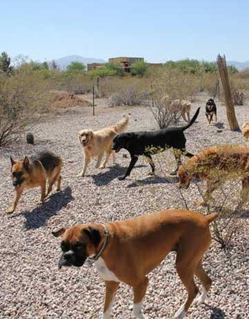dog park in tucson arizona
